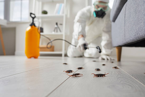Commercial Kitchen Cockroach Control in Blossom